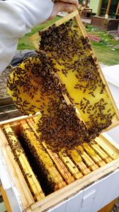 Tzw. ramka pracy umożliwiająca obserwację stanu rodziny pszczelej