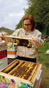 Pszczoły zajęte są pracą i nie atakują pszczelarza