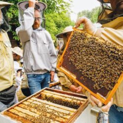 fascynujące pszczoły