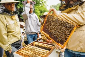 fascynujące pszczoły