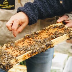 Kurs pszczlarski w Katowicach